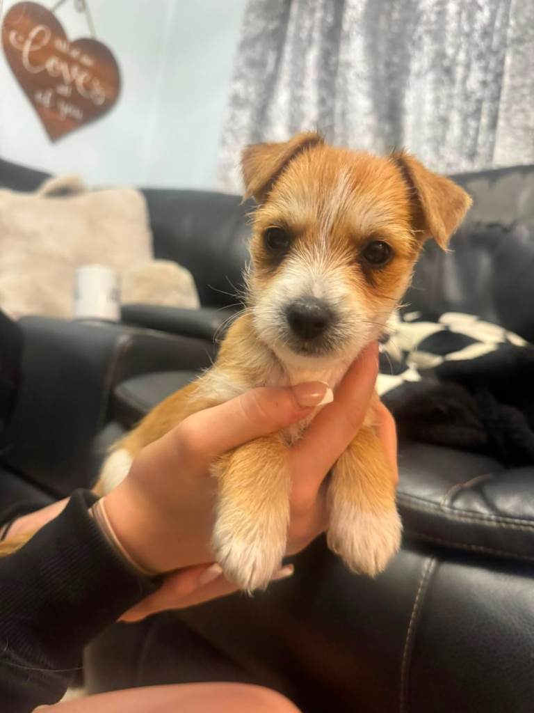 1 Yorkshire Terrier X health certificates/injections 