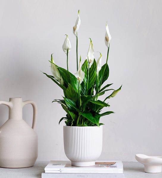 Last Peace Lilly House Plant 🪴