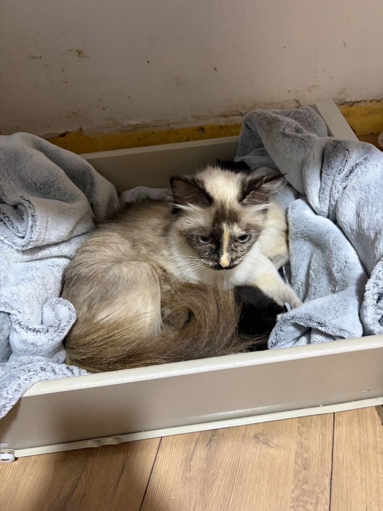 Maine coon x ragdoll kittens 
