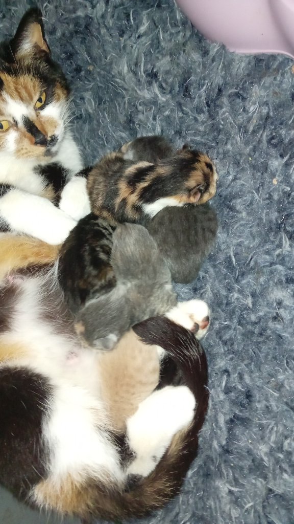   3 beautiful kittens 