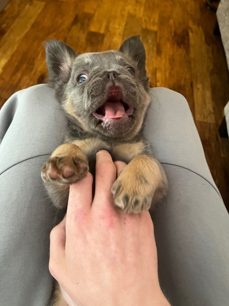 🐾REDUCED LAST FEMALE FLUFFY FRENCH BULLDOG  PUPPY 🐾