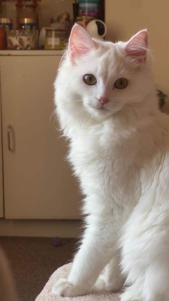 Beautiful white cat with long fur Suna