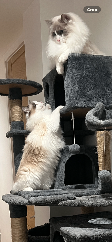 Beautiful Ragdoll Female Kitten for Rehoming 