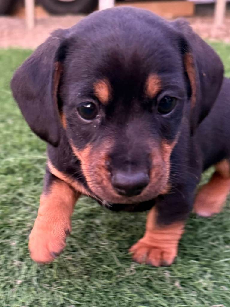 Beautiful black and tan jackadac 