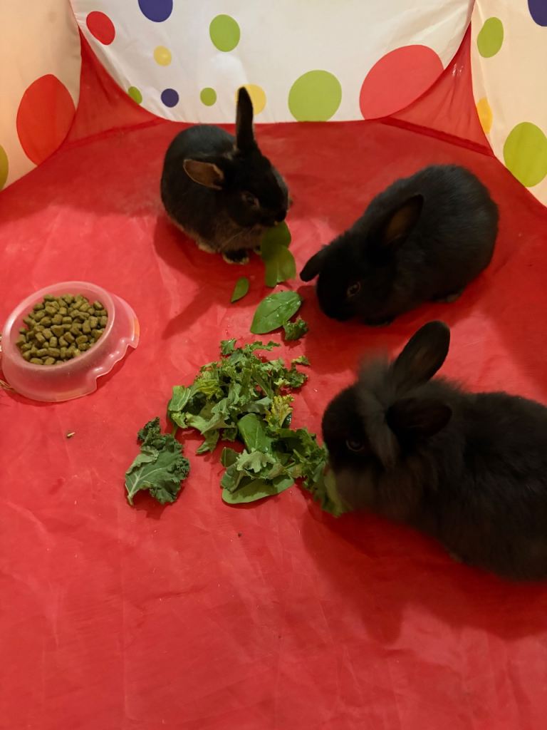 Ready now !!!  3x baby boy bunnies