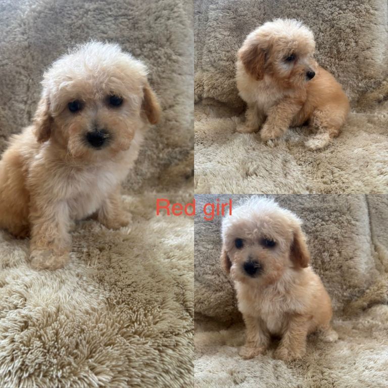 F1 Poochon puppy’s ready soon 
