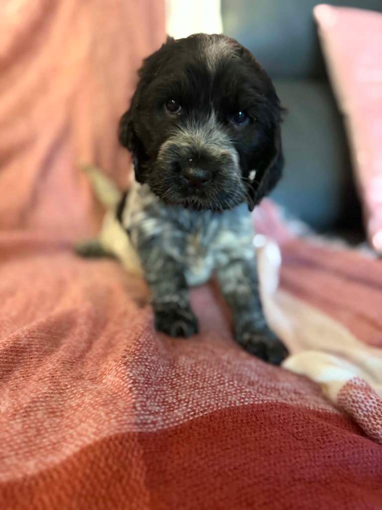 3 Beautiful Cocker Spaniel Puppies 