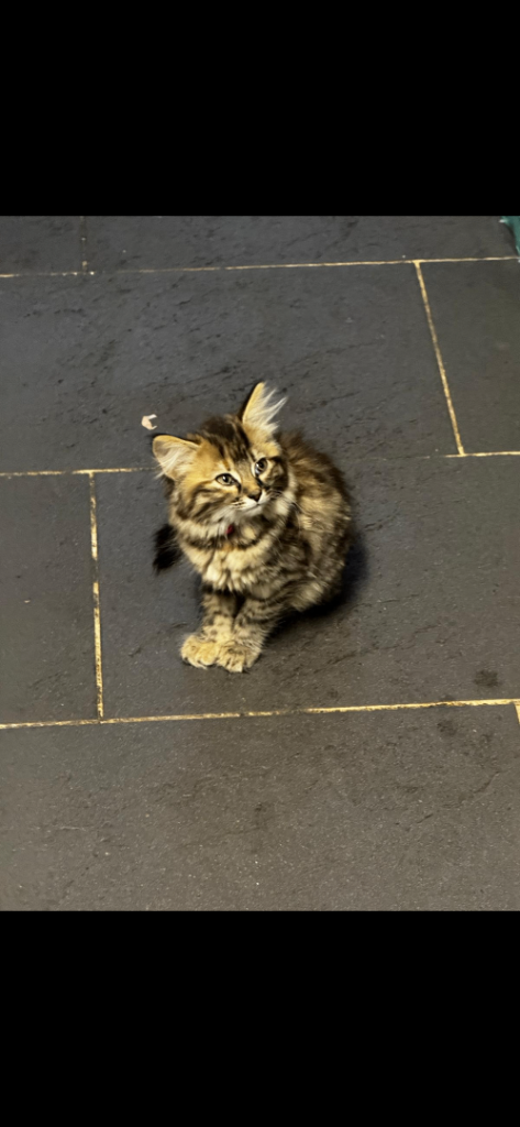 Tabby kitten 