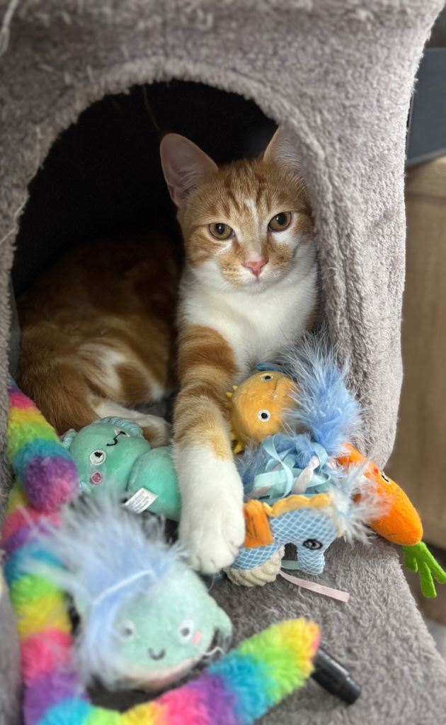 Ginger & white, MALE kitten 