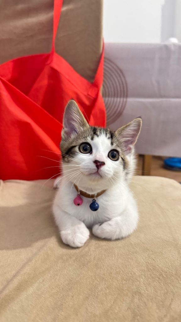 🐾 Beautiful Kitten for Sale 🐾