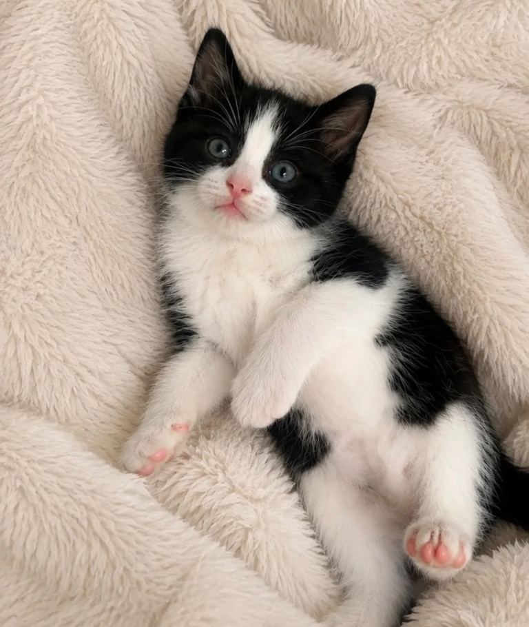 Ragdoll x kitten