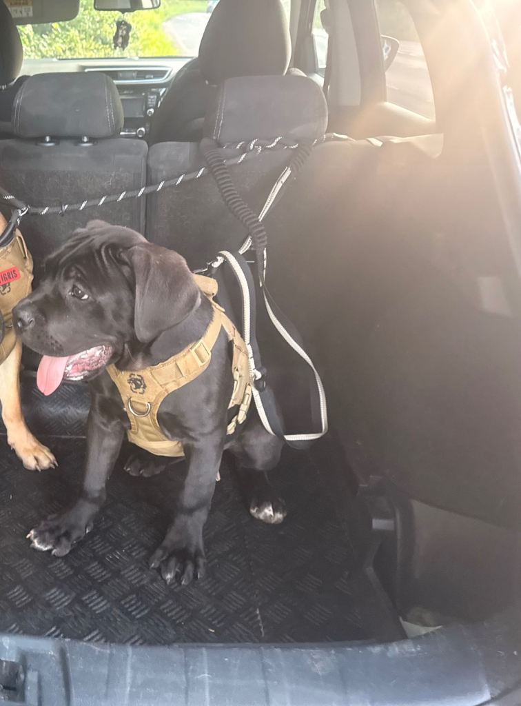 Cane corso 18 weeks old baby boy