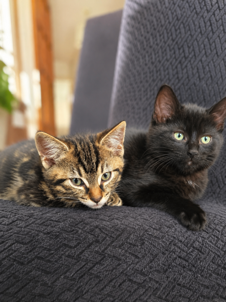 Two Adorable Kittens Looking for Forever Homes