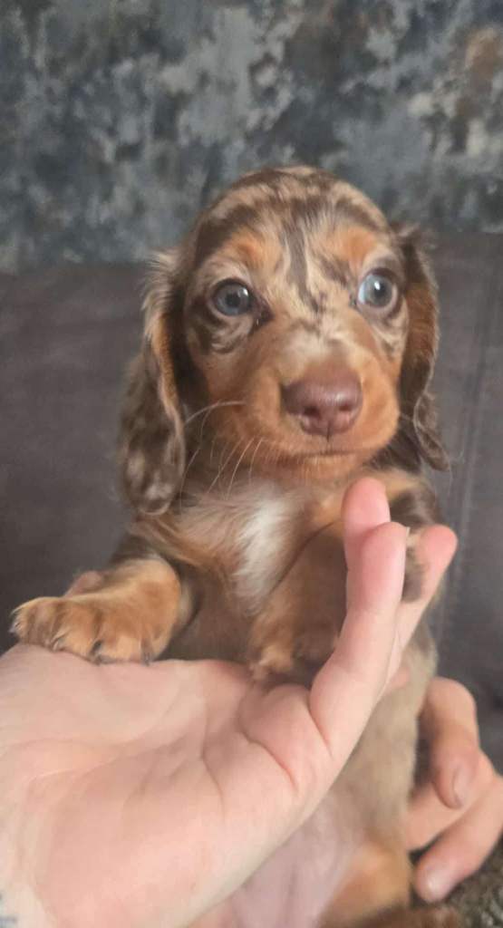£1400 ALL FEMALE Minature Daushund Puppies available from the 4th August
