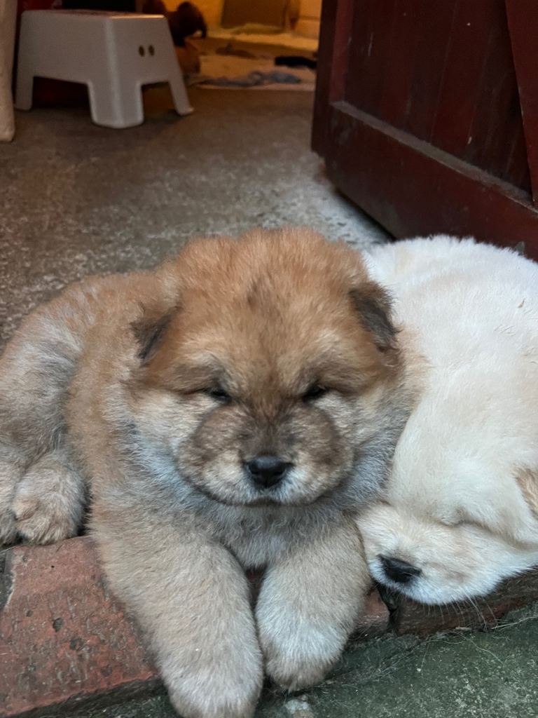 Gorgeous Chow Chow Puppies Raised in a loving Home