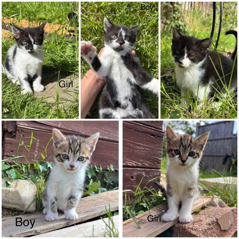 Last 3 Tabby Mix Kittens Ready for Loving Homes