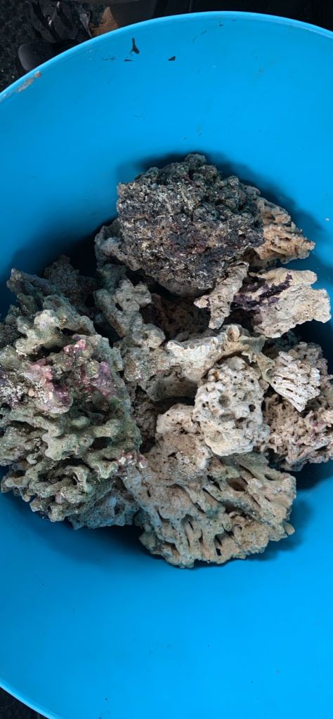 Fish tank coral 