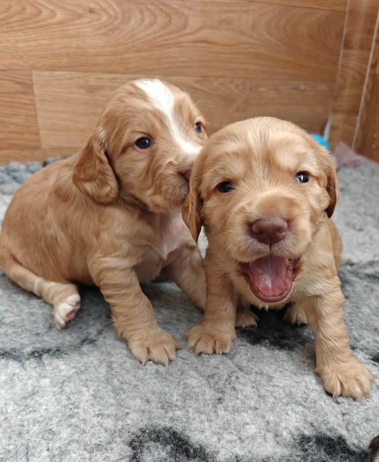 Cocker spaniel puppies