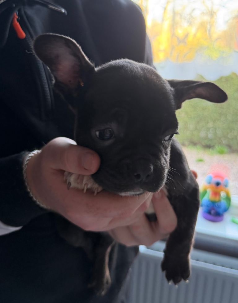 2 female fenchie cross pocket bull for sale