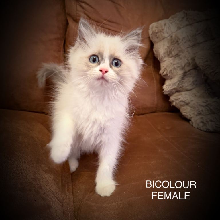 Pure Ragdoll kittens for sale. 