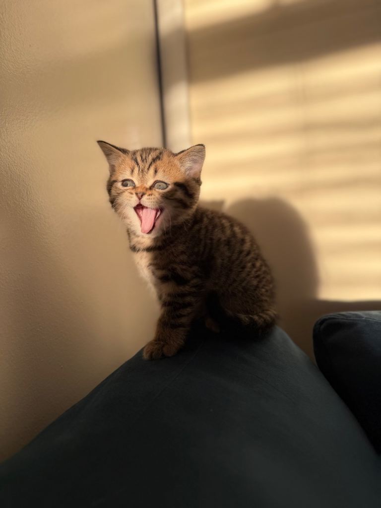 Beautiful kittens available 