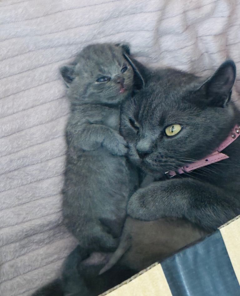 British Shorthair adorable Kittens Available 🤗