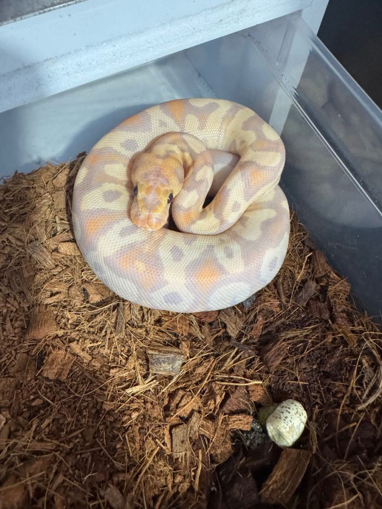 Ball pythons for sale South Shields