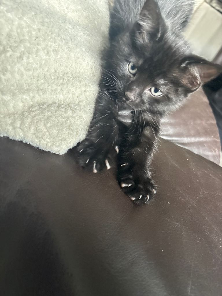 9 week kitten ready to go