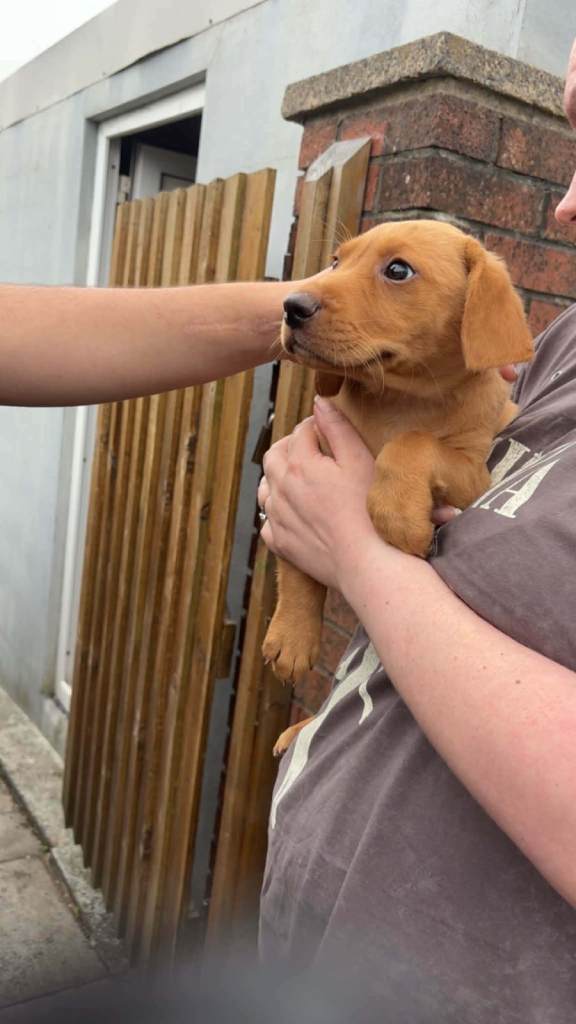 Labrador puppy  