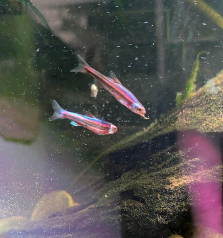 Rainbow Shiner Fish × 5