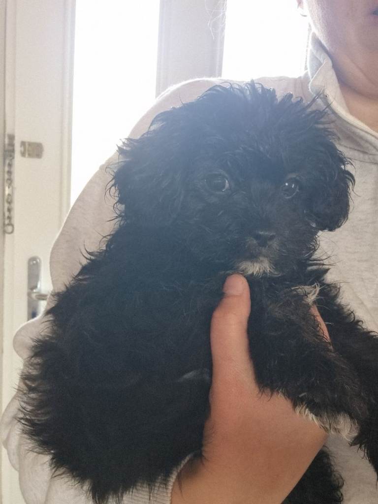 Shihpoo puppy ready