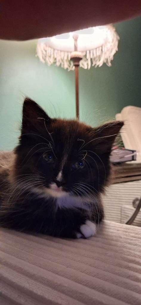 Kitten