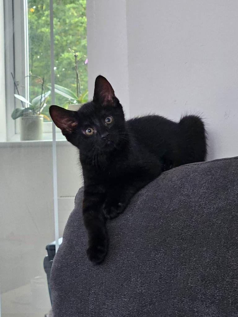 black male kitten