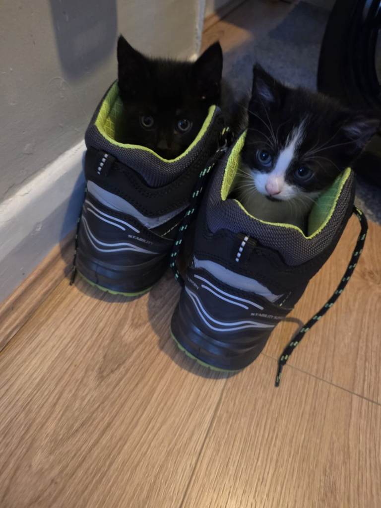 Kittens looking for homes