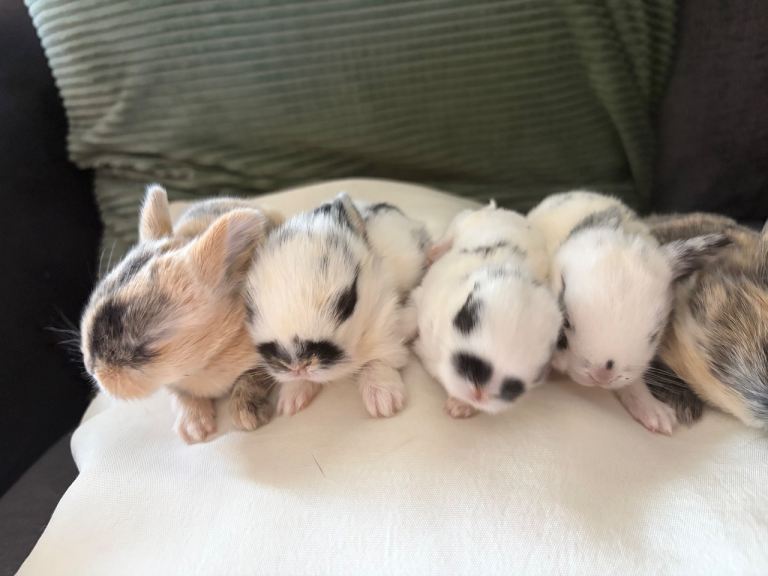 9x MINI LION LOP BUNNIES LEFT