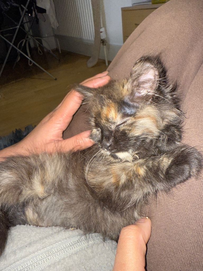 Beautiful 8-Week-Old Tortoiseshell Kitten Looking for a Loving Home