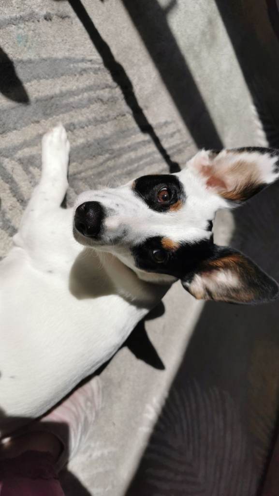 Male pup