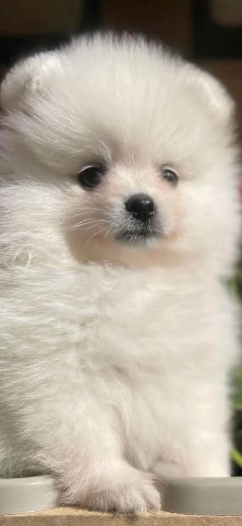 Pomeranian puppy