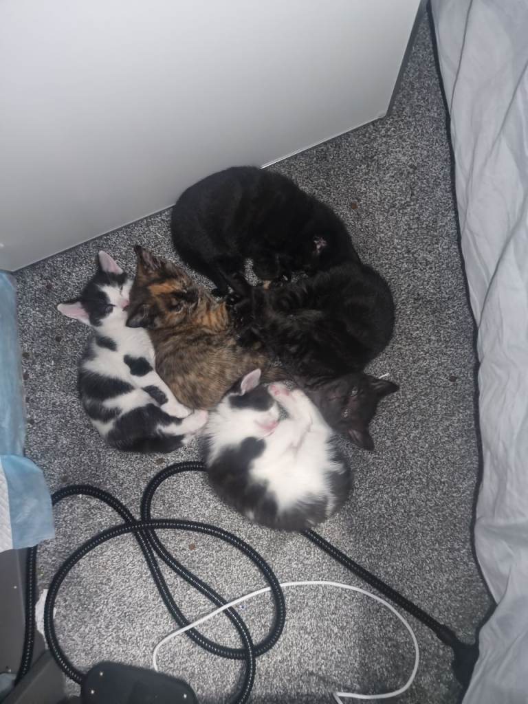 Lovely playful mixed breed kittens black and black/white