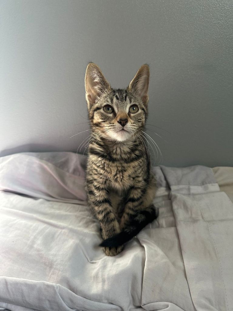 a cute tabby girl kitten!!