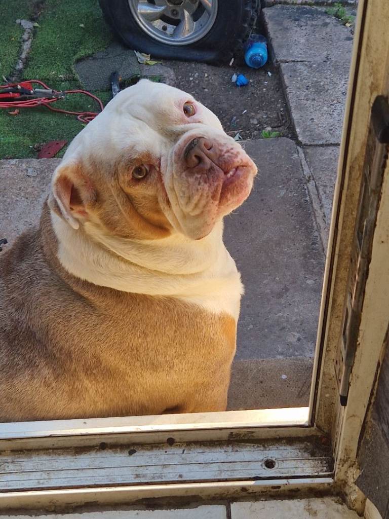 old tyme bulldog girl