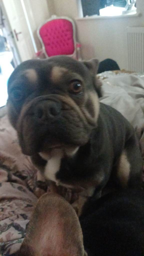 2 male frenchie brothers