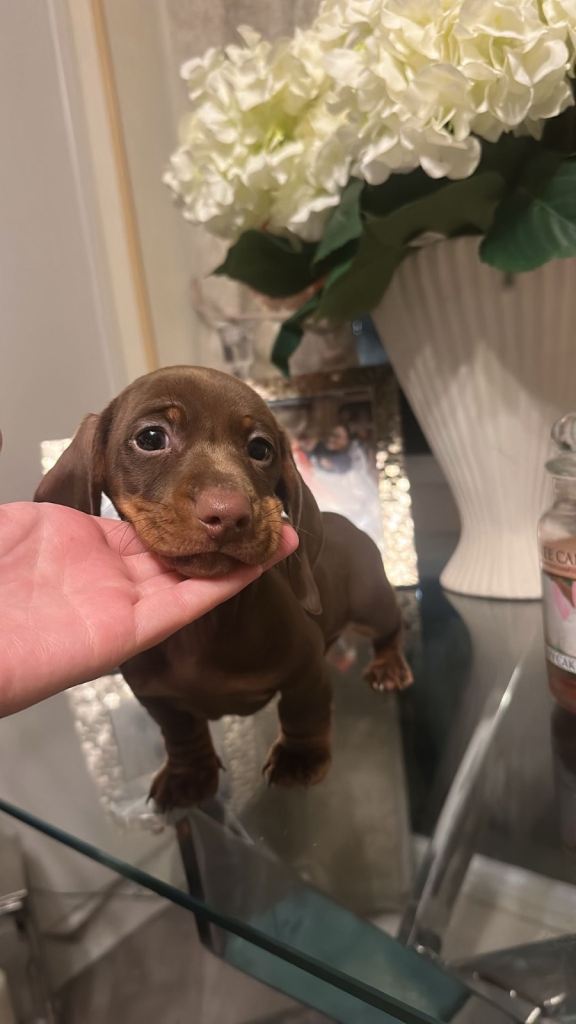 Miniture dachshund puppy’s 