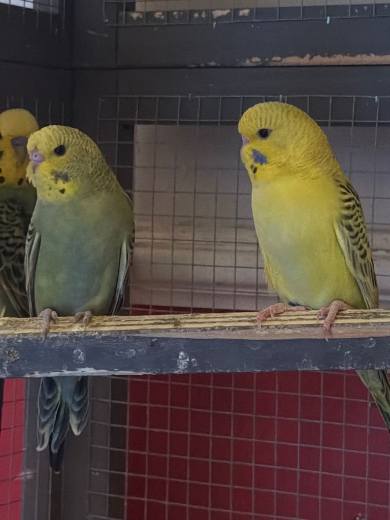 Budgie baby 
