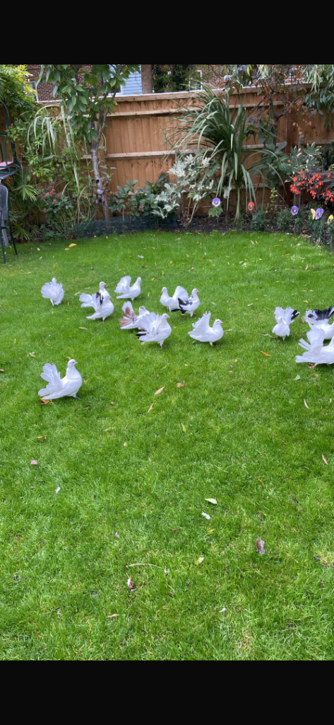 Fantails for sale 
