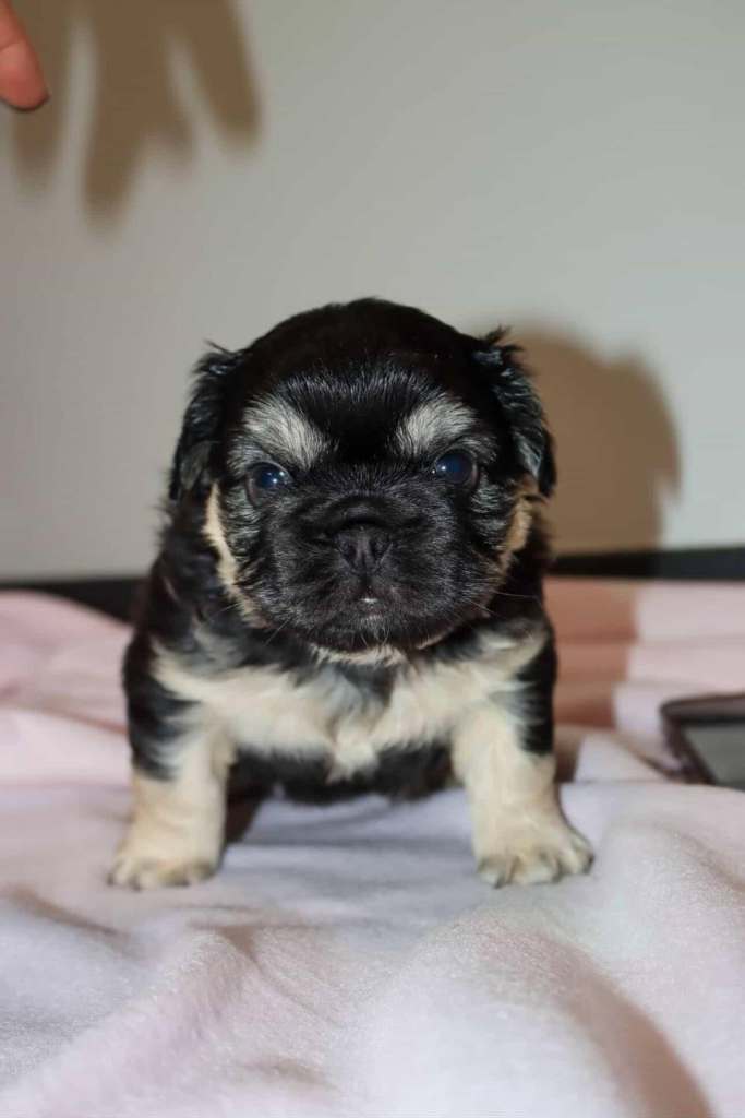 Full visual fluffy french bulldogs