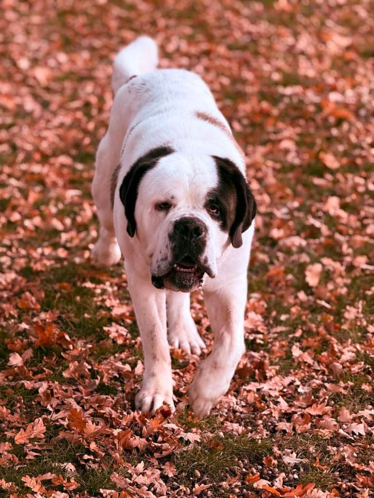 Male st bernard
