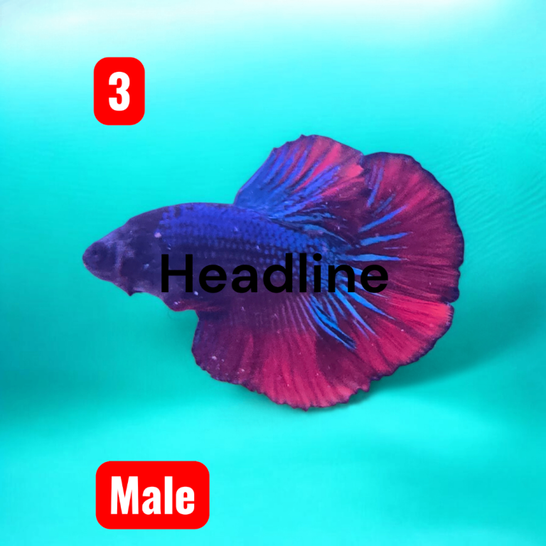 Male and female betta fish