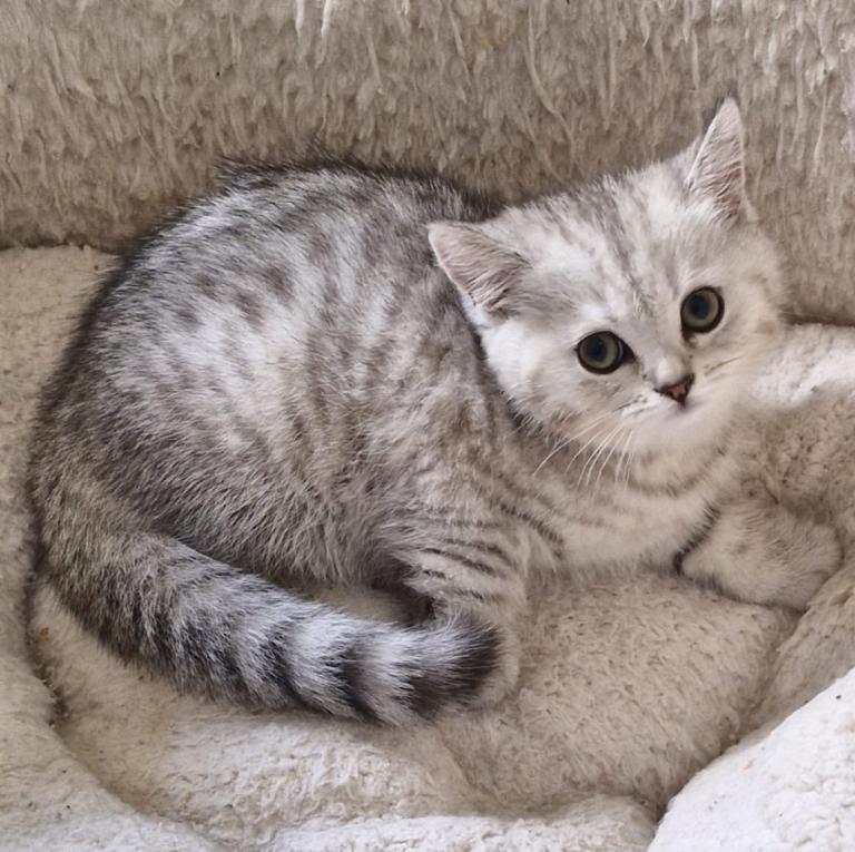 British shorthair kittens available for sale 