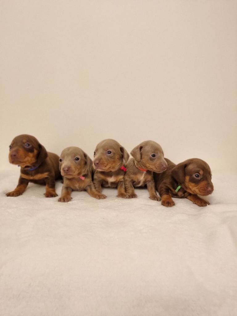 Beautiful Miniature Dachshund Puppies – Isabella & Chocolate & Tan